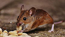 24 Hour & Emergency Exterminators in Davis, NC